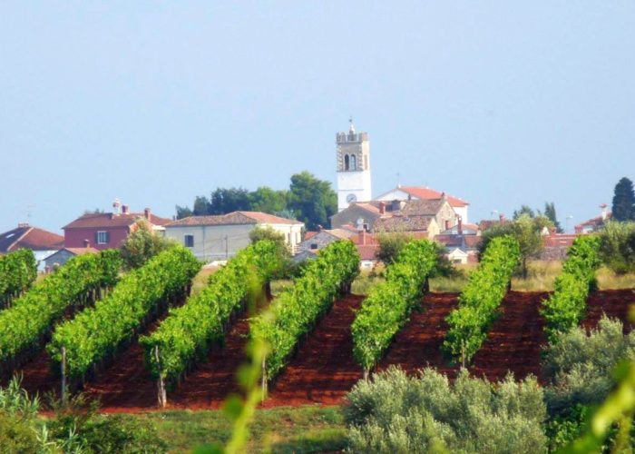 vinogradi Ravalikio